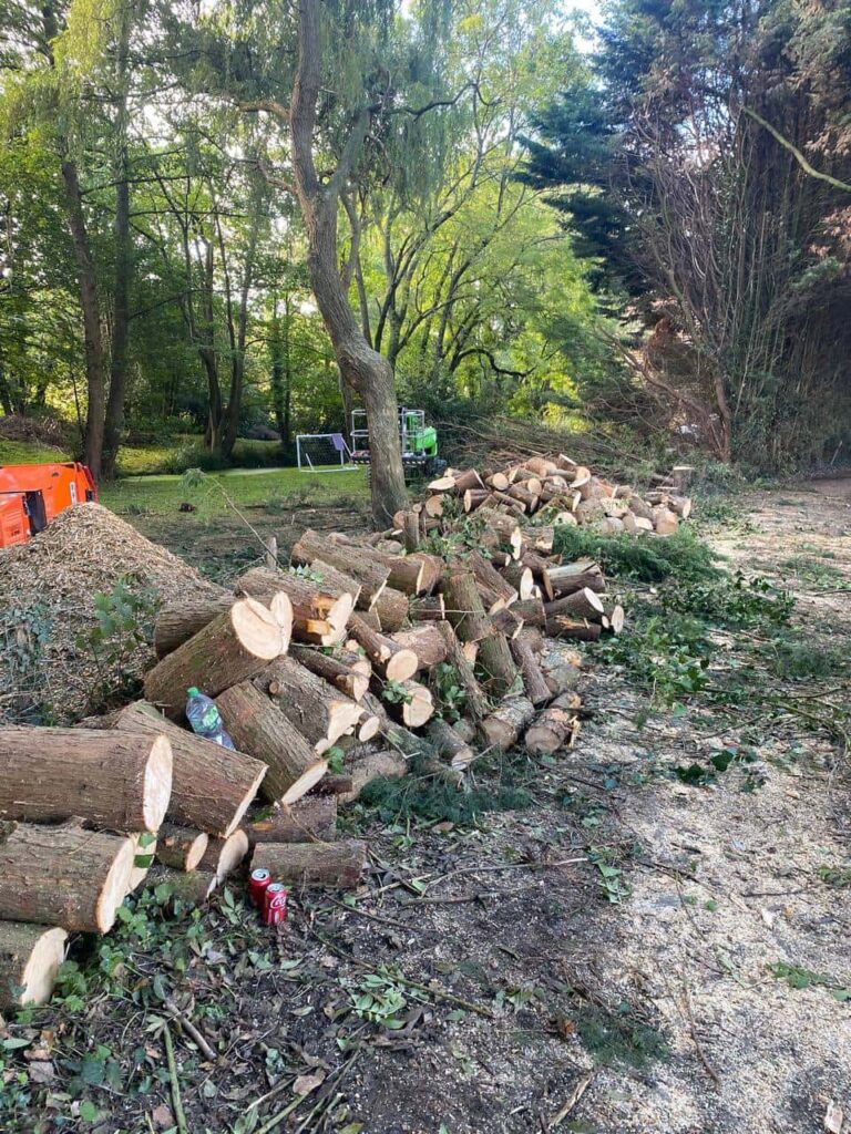 This is a photo of a wood area which is having multiple trees removed. The trees have been cut up into logs and are stacked in a row. Wollaston Tree Surgeons