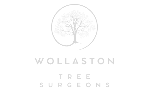 Wollaston Tree Surgeons